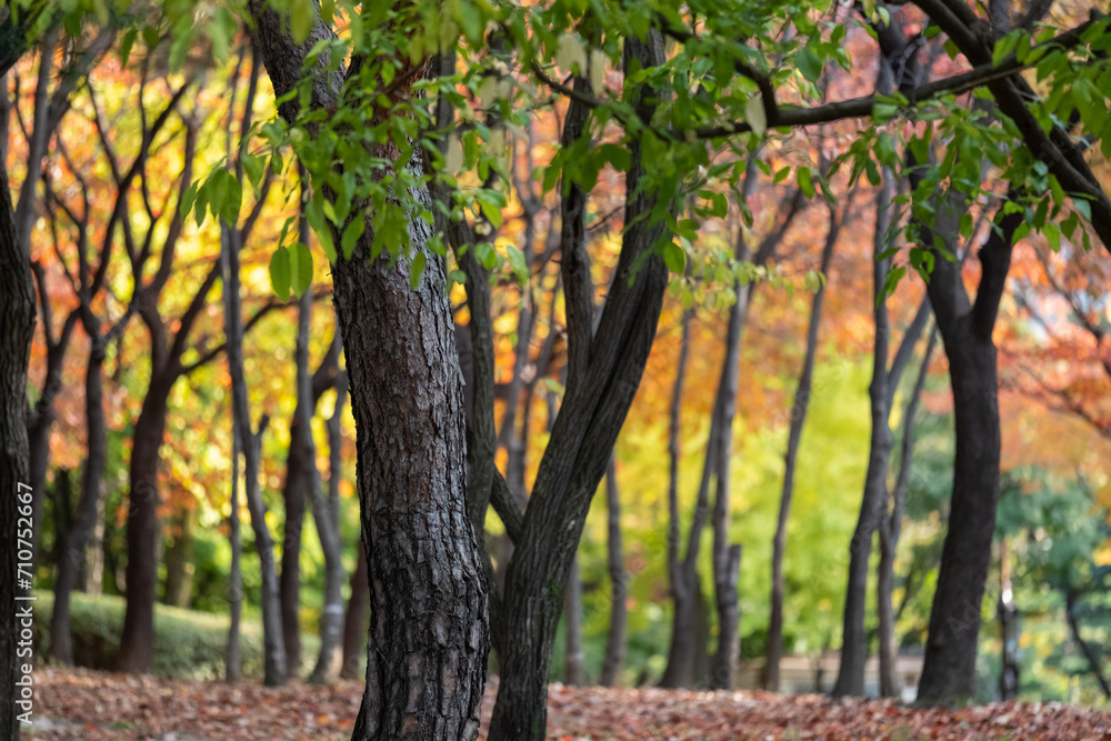 Close up of colorful leaves tree, autumn foliage in the public park