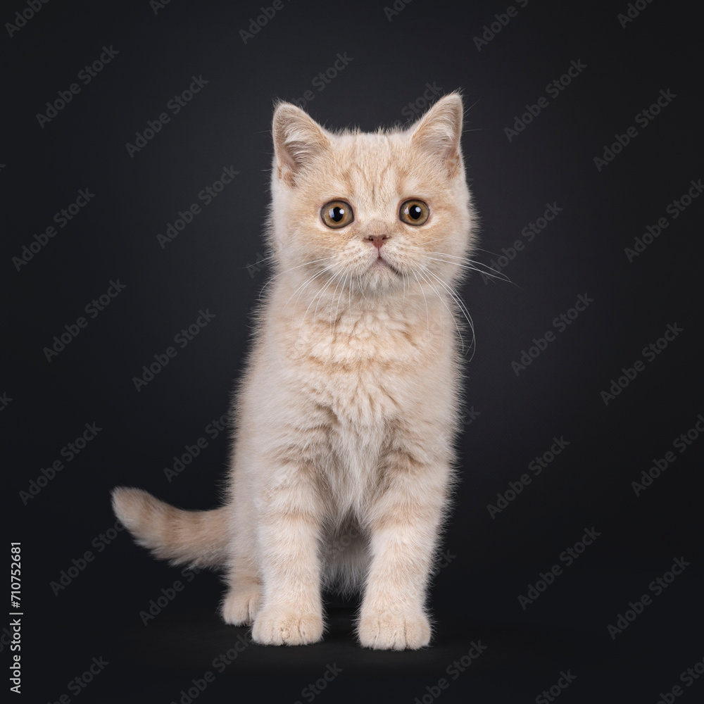 Cute British Shorthair cat kitten, standing facing front. Looking beside camera. Isolated on a black background.