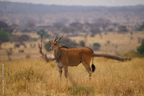 african wildlife  eland antelopes