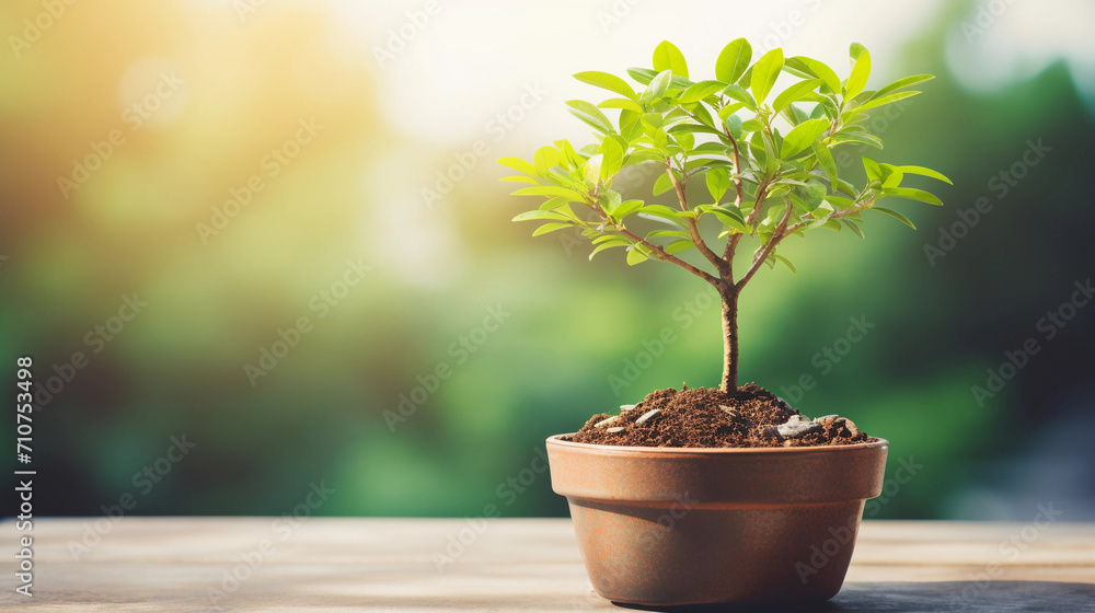 Potted Plant on Background Copy Space Potted Plant on Background Copy Space