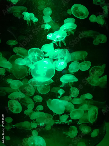 Beautiful light reflection on jellyfish in the at the Institute of Marine Science Burapha University. 