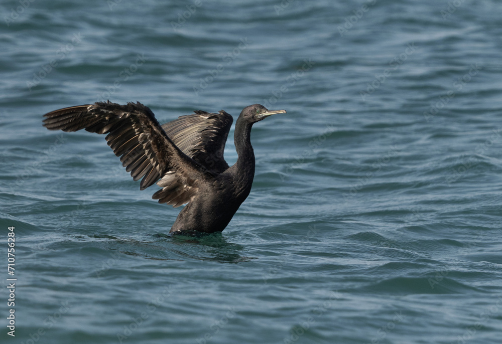 Closeup of Socotra cormorant bathing at Busaiteen coast, Bahrain Closeup of Socotra cormorant bathing at Busaiteen coast, Bahrain