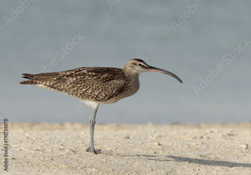 Whimbrel in the morning hours at Busaiteen coast, Bahrain