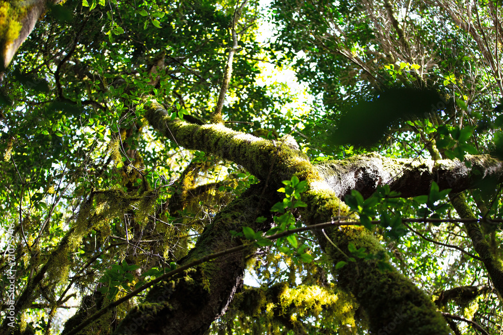 Fototapeta premium Laurisilva natural old rainforest on the island of La Gomera, Cnaryian Islands in Spain.