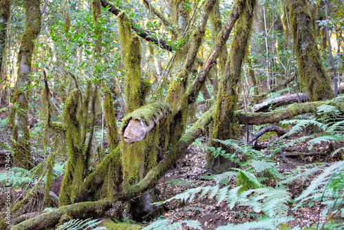 Laurisilva natural old rainforest on the island of La Gomera, Cnaryian Islands in Spain. photo