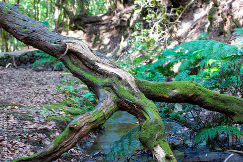 Laurisilva natural old rainforest on the island of La Gomera  Cnaryian Islands in Spain.