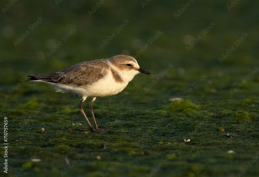 Greater sand plover on green at Mameer creek of Bahrain Greater sand plover on green at Mameer creek of Bahrain