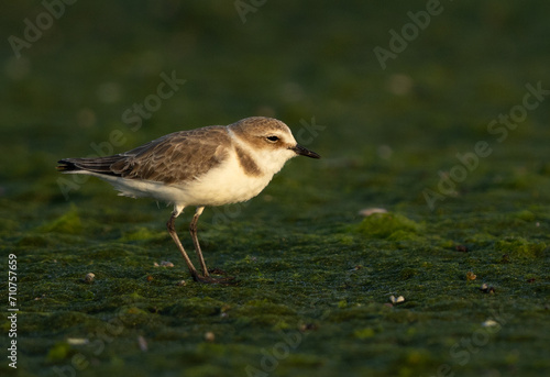 Greater sand plover on green at Mameer creek of Bahrain