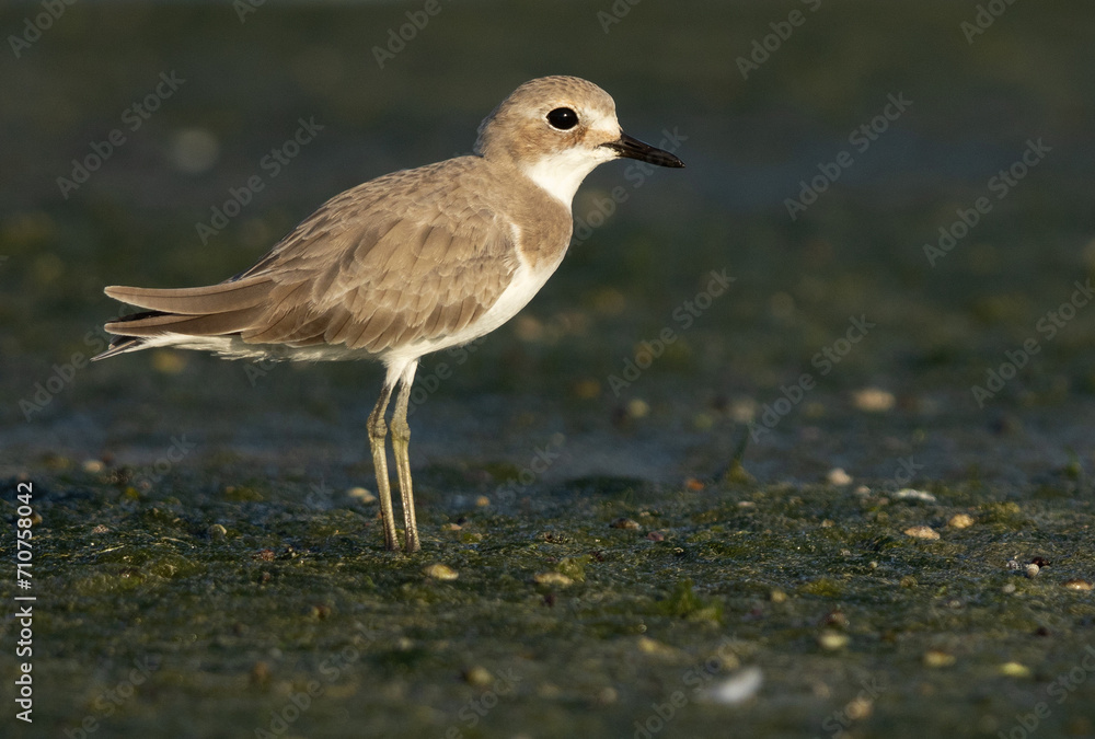 Greater sand plover at Mameer creek of Bahrain Greater sand plover at Mameer creek of Bahrain