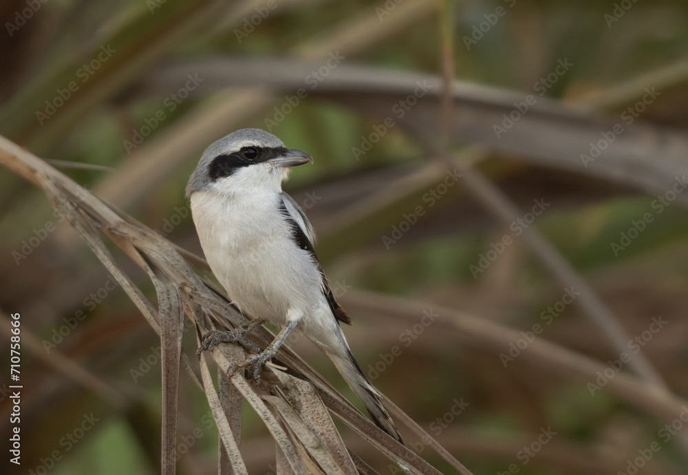 Obraz premium Portrait of a Great Grey Shrike perched on acacia tree at Hamala, bahrain