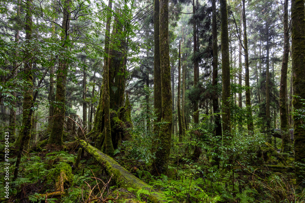 Scenic forest of fresh green deciduous trees Scenic forest of fresh green deciduous trees