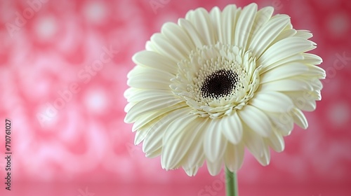 pink gerber daisy