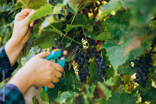 Female farmer cutting grapes. Pruner cuts a bunch. Farmer gathering crop of grapes on ecological farm. Woman picking ripe grapes on vineyard on sunny day. Traditional and natural wine industry. photo