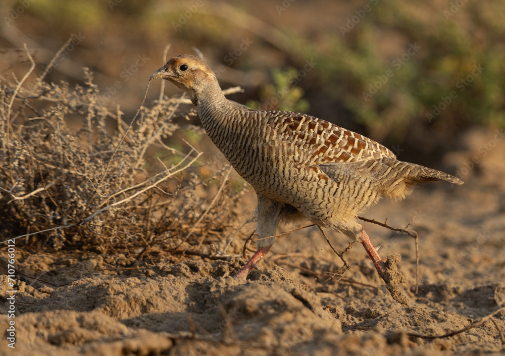 Grey francolin running in the barren land at Hamala, Bahrain Grey francolin running in the barren land at Hamala, Bahrain