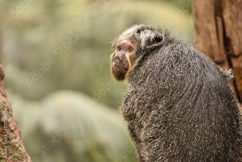 Photography Picture of a monkey with  blurred background