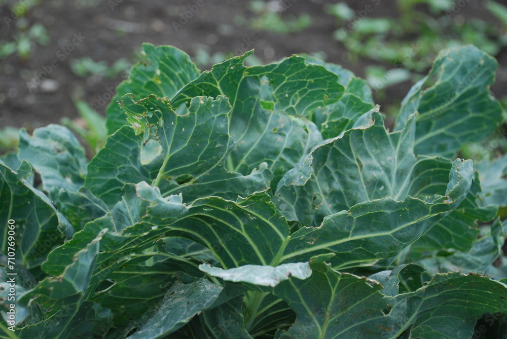 White cabbage leaves. Cabbage with large large rounded leaves of pale green color grew in the garden bed. Hidden in the center between the leaves is a dense head of the plant. It has a wide thick stem White cabbage leaves. Cabbage with large large rounded leaves of pale green color grew in the garden bed. Hidden in the center between the leaves is a dense head of the plant. It has a wide thick stem
