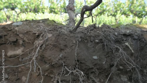 Calicata de suelo en viñedo con tierra, piedras y raíces