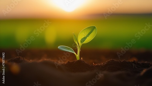 a small green plant sprout grows out of the ground in close-up against the background of the rising sun in the sky, The concept of growth and development and preservation of environmental ecology