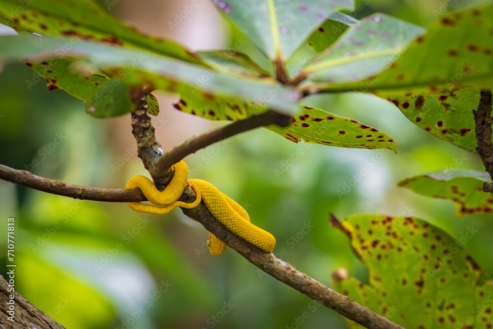 Eyelash viper (Bothriechis schlegelii) in Cahuita National Park (Costa Rica)