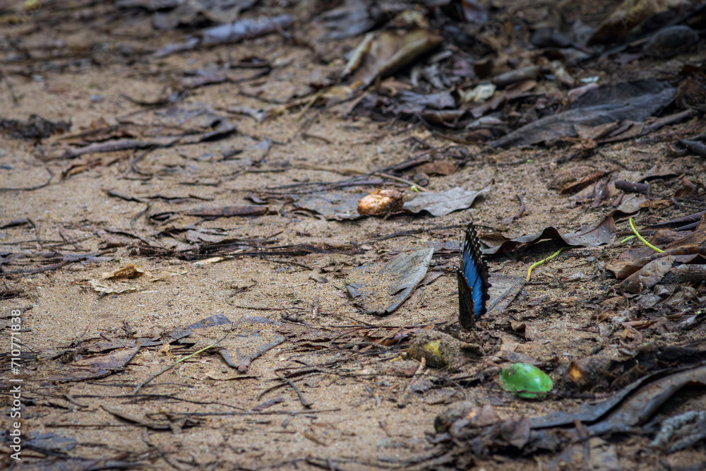 Beautiful butterfly in Cahuita National Park (Costa Rica) Beautiful butterfly in Cahuita National Park (Costa Rica)