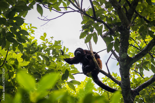Mantled howler monkey (Alouatta palliata) in Cahuita National Park (Costa Rica) photo