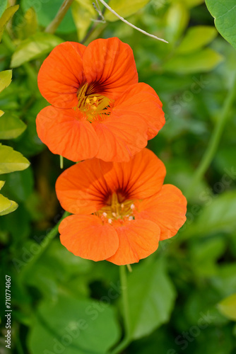 closeup the bunch orange red nasturtium flowers with vine and green leaves in the garden soft focus natural green brown background.