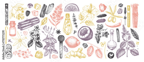 Perfumery and cosmetics ingredients collection. Flower, fruit, spice, herb sketches.  Aromatic plants hand drawn vector illustration.