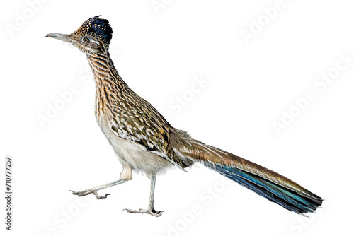Greater Roadrunner (Geococcyx californianus) High Resolution Photo, on a Transparent PNG Background photo