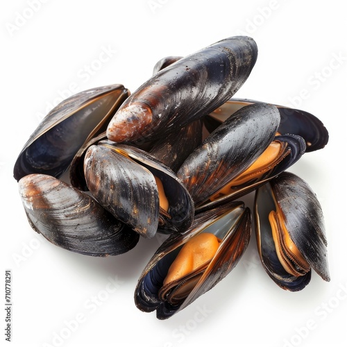 Fresh mussel isolated white background