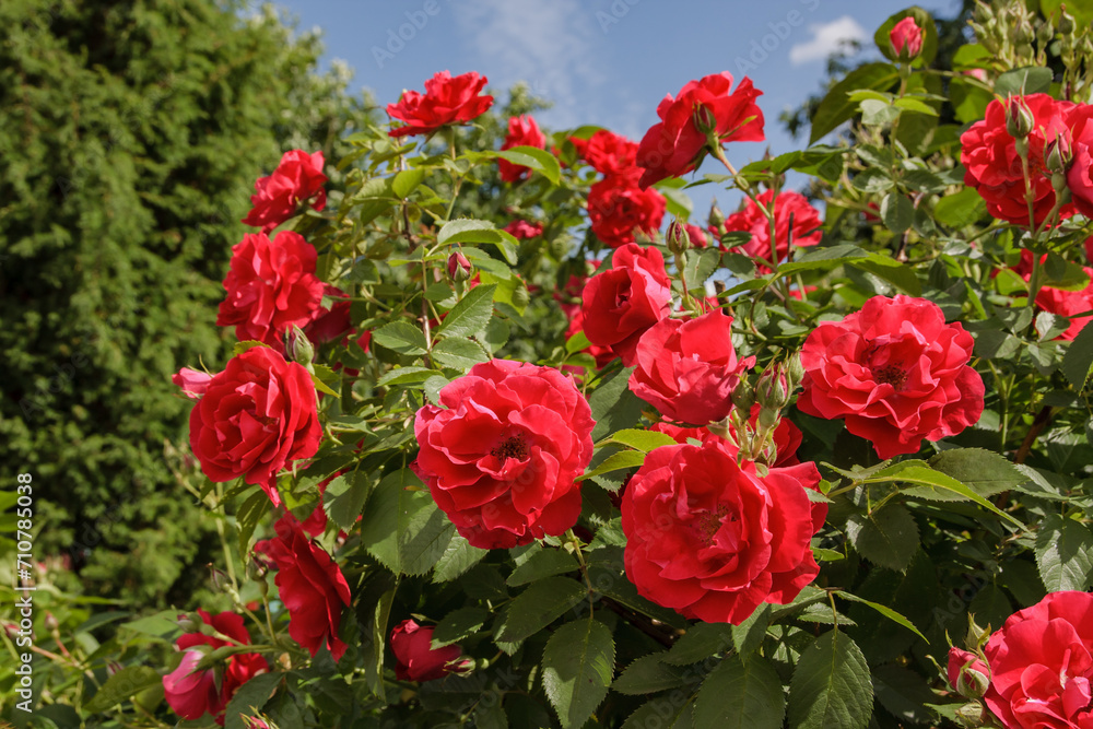 Летнее умиротворенное настроение с красными розами