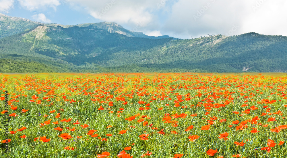 Red poppies meadow and hills