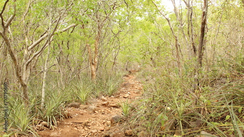 Trilha no meio da vegetação da caatinga no nordeste do Brasil 