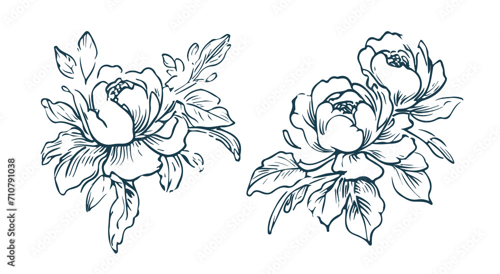 Timeless Peony Flower: Elegant Hand-Drawn Style, Floral design element for Prints and Decorative Gifts, PNG transparent background