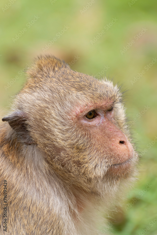 Fototapeta premium Portrait of adult long tailed macaque against green background