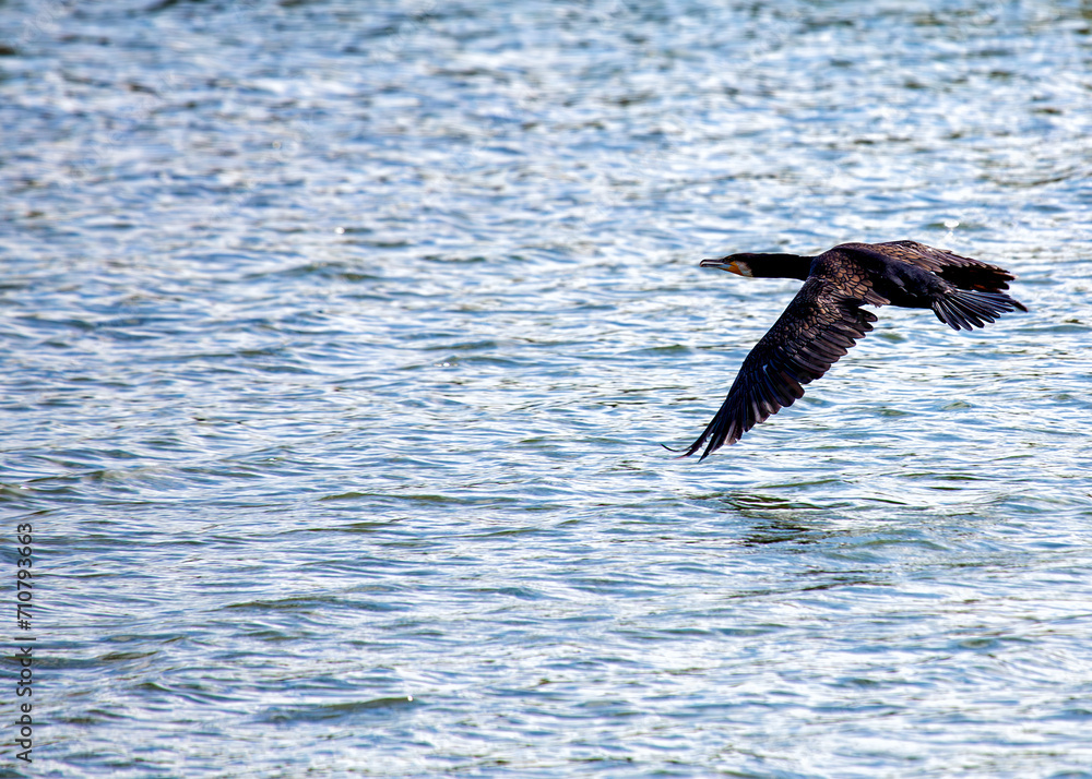 Ireland's Coastal Voyager - Great Cormorant (Phalacrocorax carbo) off the Irish Coast
