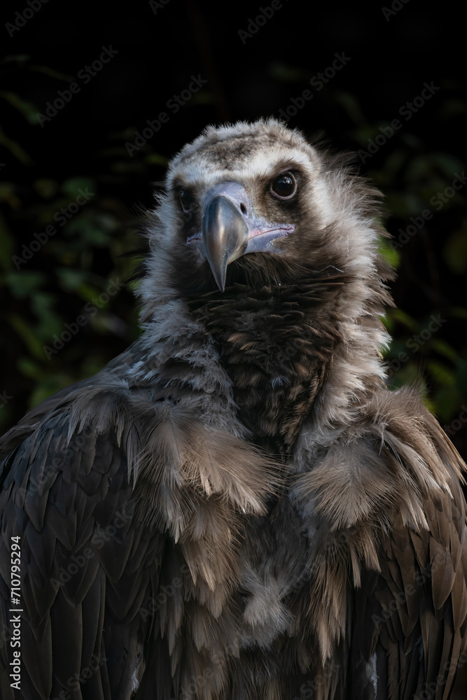 Brown vulture and leafy background.