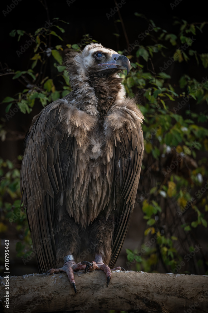 Brown vulture and leafy background.