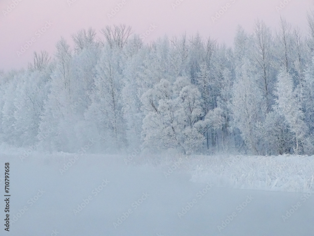 snow covered trees snow covered trees