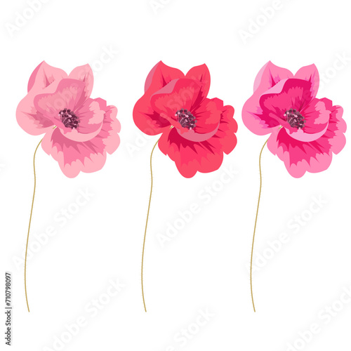 Poppies on a white background, vector image