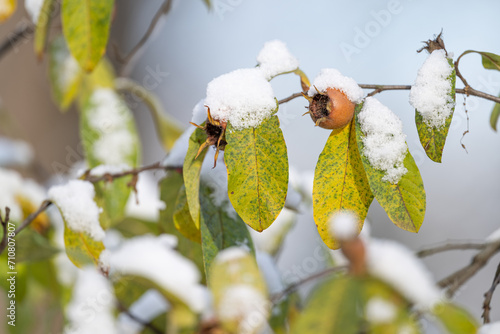 Loquat with fruits on a branch in winter. photo