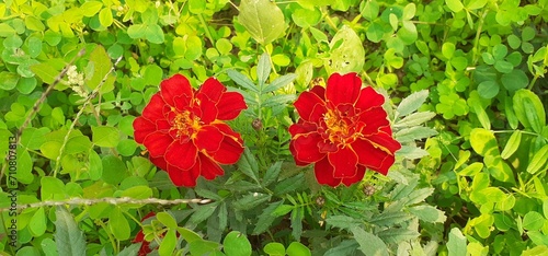 Red Tagetes Patula Flowers Blooming on Green Leaves Background