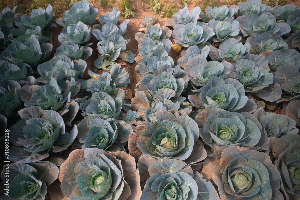 Obraz premium Cabbage is being harvested in vast field at Khirai, West Bengal, India. Cabbage, Brassica oleracea, is a leafy green biennial plant grown as an annual vegetable crop for its dense-leaved heads.