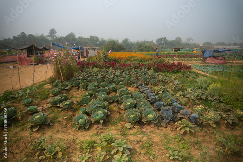 Cabbage is being harvested in vast field at Khirai, West Bengal, India. Cabbage, Brassica oleracea, is a leafy green biennial plant grown as an annual vegetable crop for its dense-leaved heads.