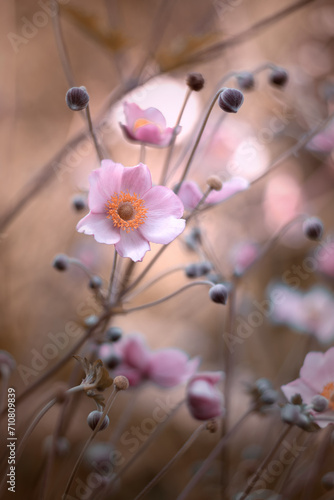 Różowy kwiat, zawilec japoński, letni ogród	