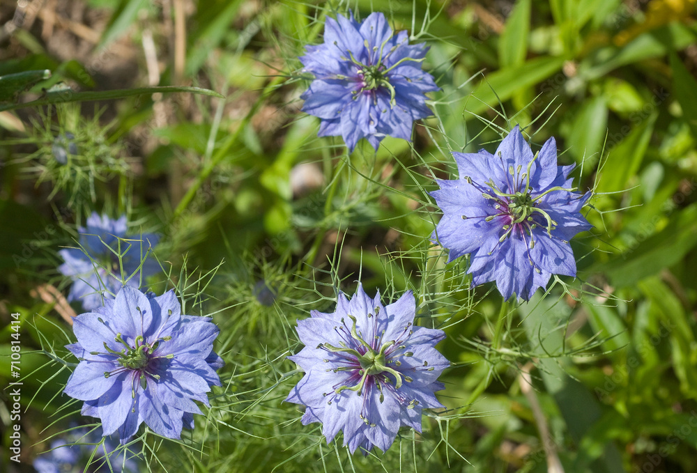 Nigelle de Damas, Nigella damascena Nigelle de Damas, Nigella damascena