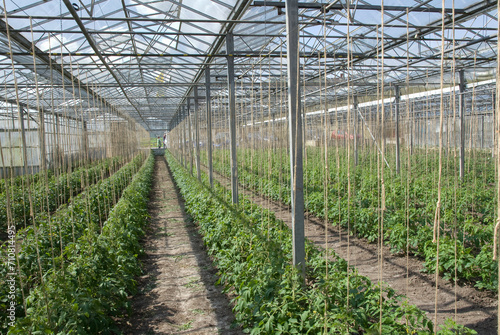 Tomate, Serres, Bôhler. Ile de Reichenau, Lac de Constance, Allemagne