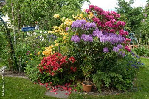 Rhododendron, Jardin de Ferdi Tautschnig. Neunkirch, Allemagne photo