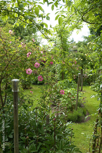 Rosa gallica 'Complicata' , Rose, Jardin de Ferdi Tautschnig. Neunkirch, Allemagne photo