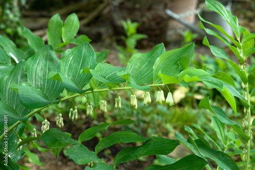 Plakat Polygonatum multiflorum , Polygonatum multiflore, Sceau de Salomon multiflore
