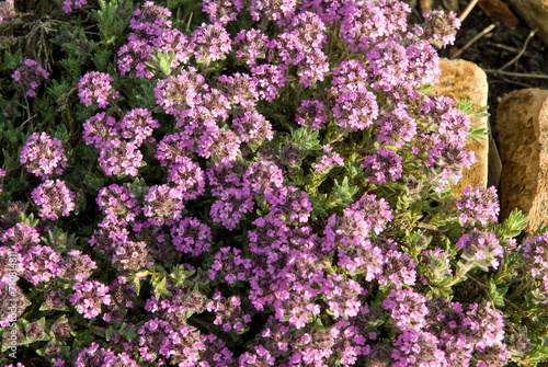 Thym de Carniole  Thymus froelichianus